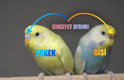muhabbet kuşlarının cinsiyeti nerden belli olur